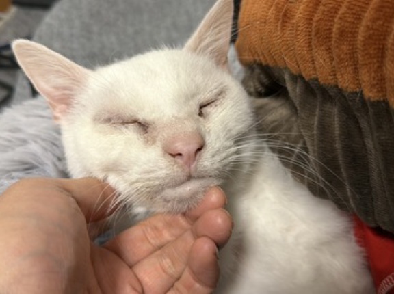 謹賀新年2026 20260101