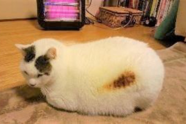 焦げ猫 ねこ画像保管庫 O