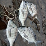 フィッシングショップMAXの釣り日記♪