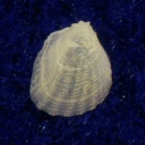 カネコシラスナガイモドキ