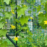 植物を育てる体験