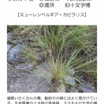 鮎釣りおじさん