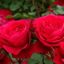 スーリール　ドゥ　モナリザ