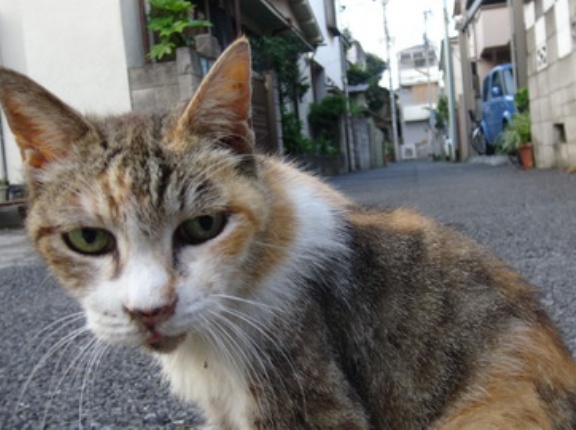 猫は眼力　20260928