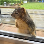 人魚がドレスに着替えたら