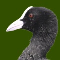 オオバン
