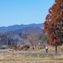 顔振峠の河津桜と越生梅林