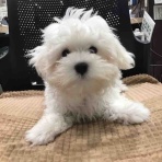 滋賀県彦根市　ワンラブ　カインズ彦根店　ブログ