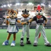 日ハムのマスコットの名前2匹以上言えるなんJ民0人説 	