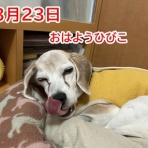 ガオだらけな日々　