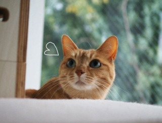 雨のミモザを部屋から鑑賞