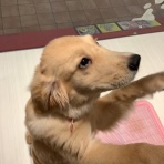 愛知県春日井市 ペットショップワンラブ イオン春日井店のスタッフブログ