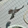 ヒヨドリ・鳩