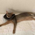 銃🐈‍⬛猫たちと家族の記録