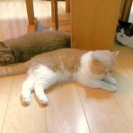 ”猫おでん”あり〼。