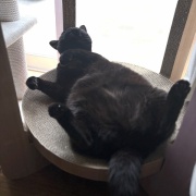 【猫写真】リラックス中のシニア猫