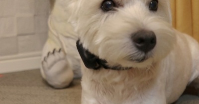 【旅の準備】迷子防止　　犬連れ九州旅行の準備！AirTagから犬用GPSへ乗り換えた理由と、まさかのシンデレラフィット