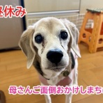 ガオだらけな日々　