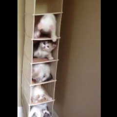 ネコ好きが住むならこんな家。子猫たちにも大人気！ → 騒がしい「細いマンション」はこちらです…