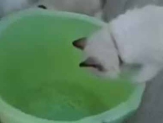 【これは罠だ！】 目の前にカバンや洗面器が置いてある。ファッ！？ → 猫たちはこうなります…