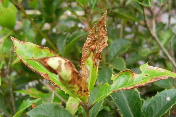 ヘリグロテントウノミハムシ その1 食害状況 Joga オーガニック ガーデン通信 ヘリグロテントウノミハムシ その1 食害状況 Joga オーガニック ガーデン通信