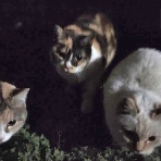 猫爺の地域猫活～買い物メモ～