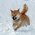 雪ではしゃぐイッヌｗｗｗｗｗｗｗｗｗｗｗ