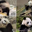 【動画】和歌山から返還のジャイアントパンダ中国で公開 「良浜」「結浜」「彩浜」