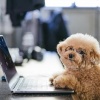 大人気Vtuber「結婚してないと犬飼うのって無理だよね？？？」