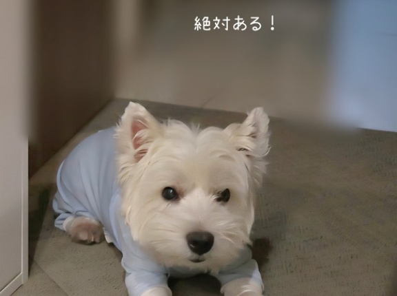 見張り犬