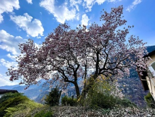 取材旅行 in ティチーノ州 🇨🇭