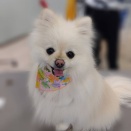 本日のトリミング🐾