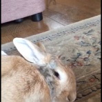 うさぎの子宮水腫と腎不全