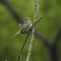 ウグイス鳴いてました