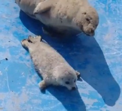 ふらふら歩き出そうとする赤ちゃんアザラシを…母アザラシはこうやって制止する