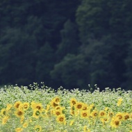 【犬との暮らし】見つめる目も表情がちがうよね！家族の心もこの花みたい♪