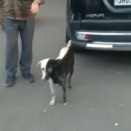 左右にキッチリ白黒つけた犬