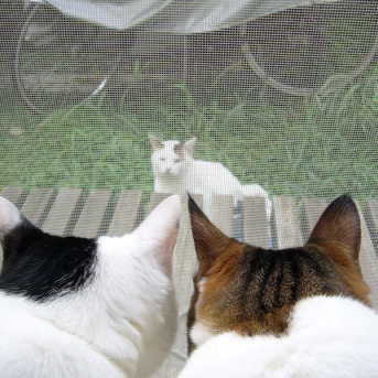 やさしいねこ　１３