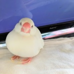 白文鳥のぴーちゃんの記録
