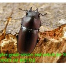 〇プロソポコイラス ファベール＼(^o^)／