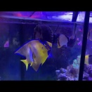 豆チョウ（トゲチョウ）の死