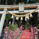 東伊豆町 稲取のお雛祭りを楽しんで来ました🎎