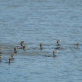 2026年6月13日の野鳥公園