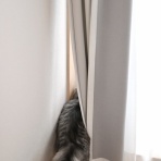 猫とふたり暮らし～evaとaiaiの日常～