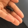 月にかわって・・・・
