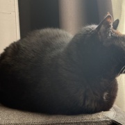 【猫写真】寒い日の黒猫たち