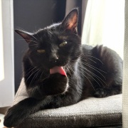 運動不足の猫たちが運動する機会を見守りたい