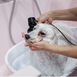 『OIだより(4800回記念)(57)一隅の灯(31)』の画像