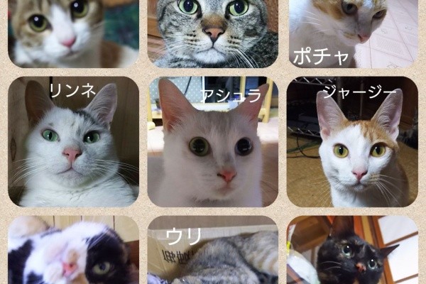 銀のゆず かぐらの里の日記帳 猫