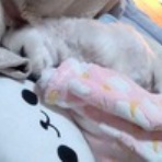 大きいマルチーズ☆ニノさん。